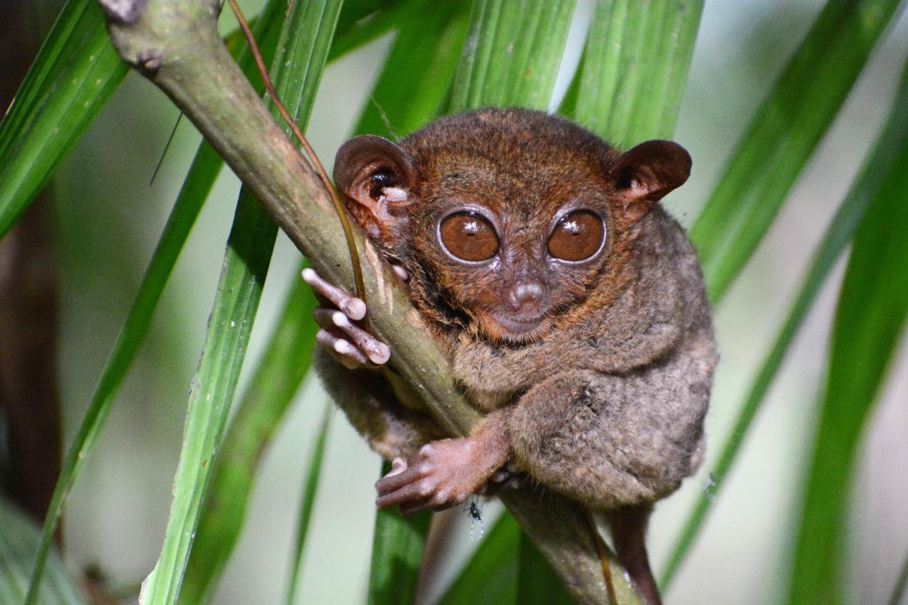 Tarsiers: The Tiny Primates of the Philippines