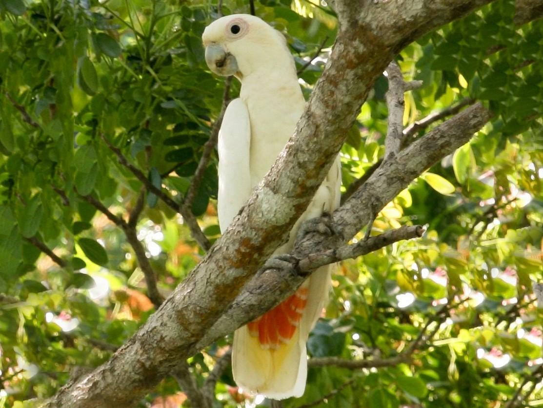 The Colorful Philippine Cockatoo