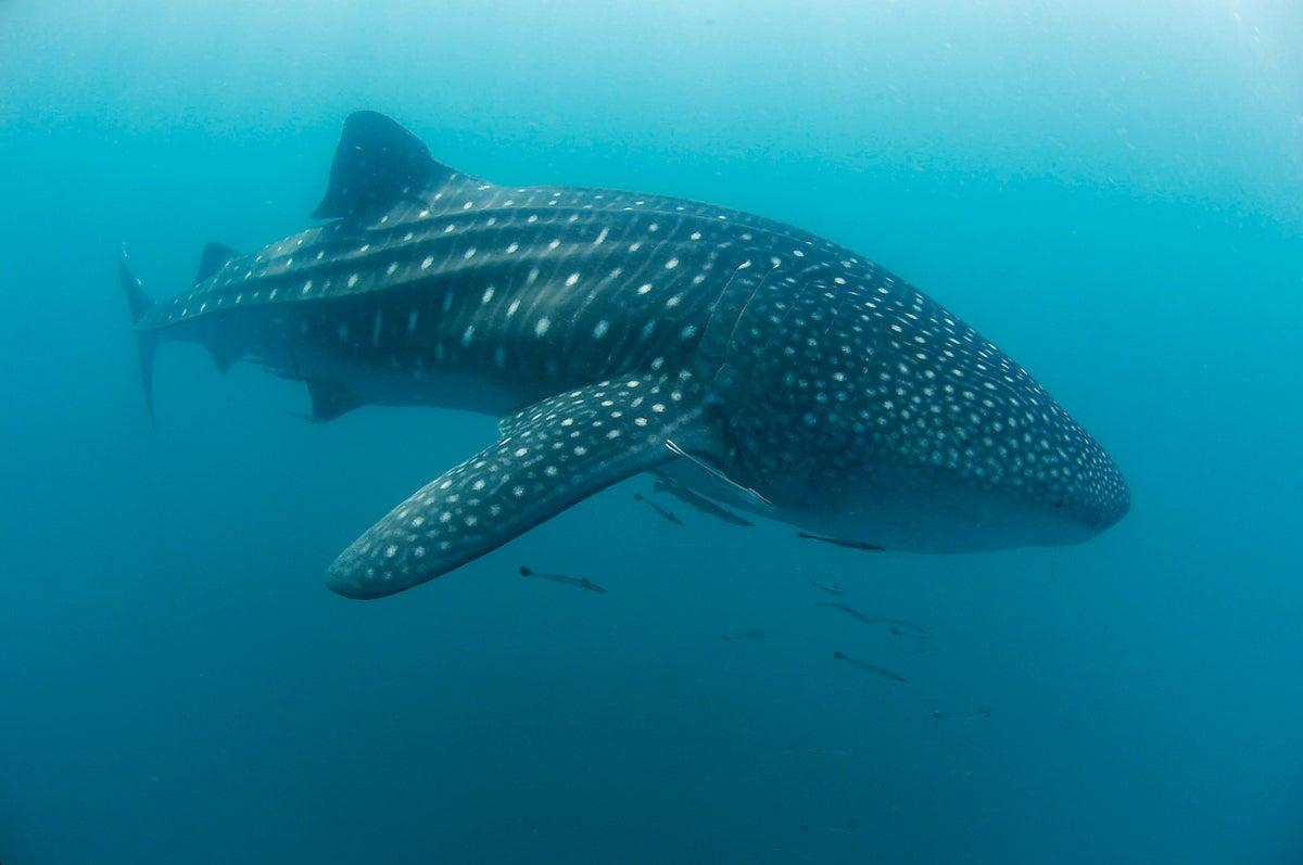Whale Sharks in Donsol