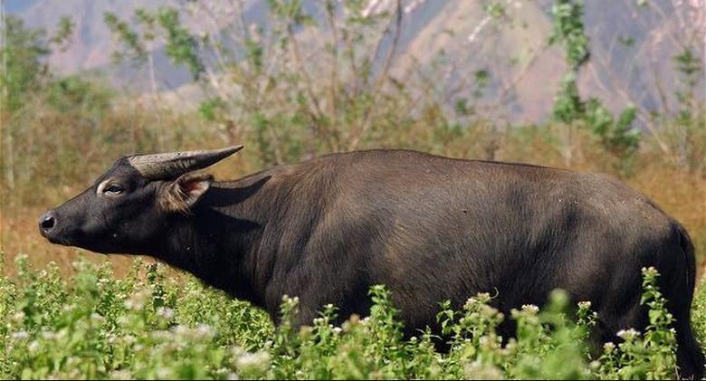 Tamaraw: Mindoro’s Endangered Wild Buffalo